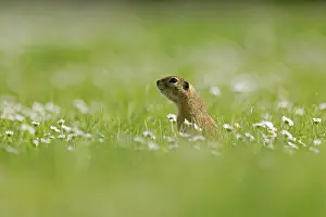 Gopher (Spermophilus citellus) in a flower meadow