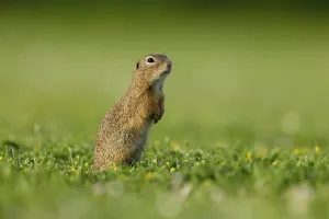 Gopher (Spermophilus citellus) in a flower meadow