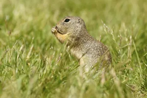 Gopher (Spermophilus citellus) in a meadow