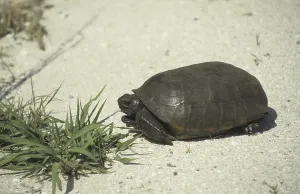 Gopher Tortoise (Gopherus polyphemus)