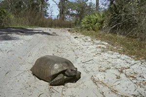 Gopher Tortoise (Gopherus polyphemus) on track