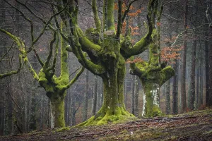 Gorbea Natural Park, Parque natural de Gorbea