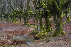 Gorbea Natural Park, Parque natural de Gorbea