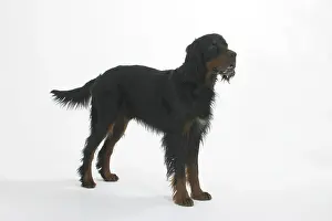 Gordon Setter