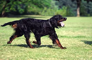 Gordon Setter