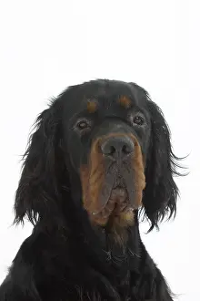 Gordon Setter