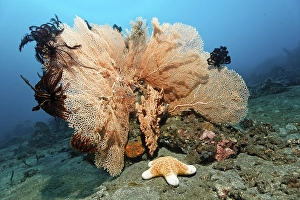 Gorgonia or Sea fan (Anella sp)