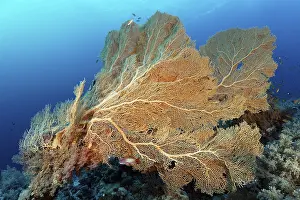 Gorgonian fans (Annella mollis) on coral reef wall