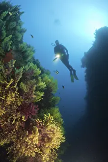 Gorgonians and divers, Paramuricea clavata