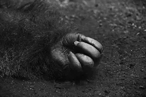 Gorilla (catus)