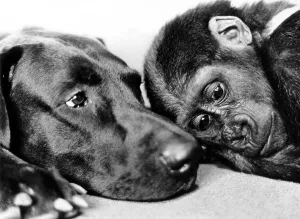 Gorilla and dog sleep, England, Great Britain