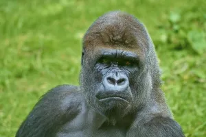 A gorilla with a thoughtful expression in the green wilderness