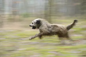 Gos d'Atura Catala or Catalan Sheepdog