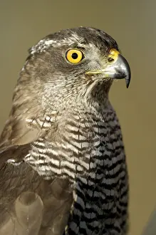 Goshawk (Accipiter gentilis)