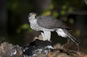 Goshawk (Accipiter gentilis) with a Carrion Crow as prey
