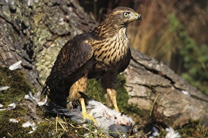 Goshawk (Accipiter gentilis) with killed pigeon