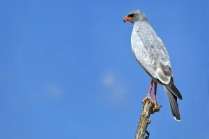 Goshawk, Etosha-Nationalpark, Namibia