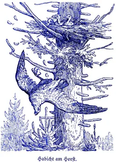 Goshawk at the eyrie, Hubertus hunting and hunting scenes