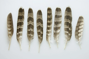 Goshawk, feather (Accipiter gentilis)