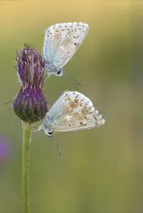 Gossamer winged butterflies (Lycaenidae)
