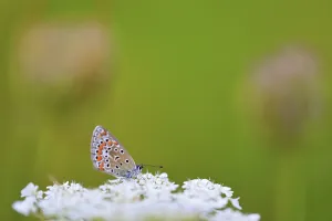 Gossamer winged butterfly (Lycaenidae)