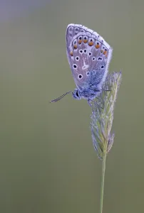 Gossamer winged butterfly (Lycaenidae) sits on a blade of grass