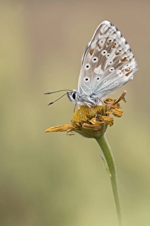 Gossamer winged butterfly (Lycaenidae) sits on a plant