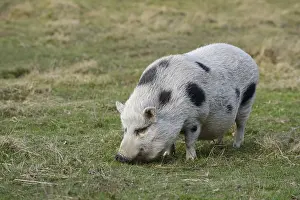 Gottingen minipig (Sus scrofa f)