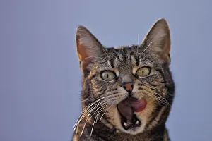 Gourmet - Cat licks itself the mouth