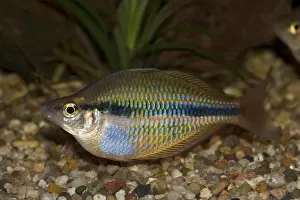 Goyder River Rainbowfish - Banded Rainbow Fish - Melanotaenia trifasciata