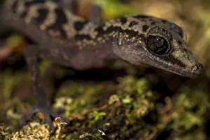 Graceful madagascar ground gecko (Paroedura gracilis)