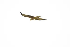 A graceful red kite, Milvus milvus
