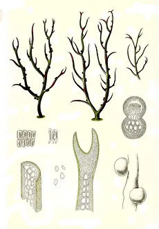 Gracilaria lichenoides greville