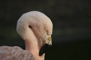 Gracile bird in pink
