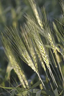 Grain, crop of wheat Gehun Triticum aestivum in field