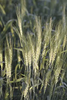 Grain, crop of wheat Gehun Triticum aestivum in field