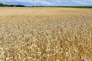 Grain field
