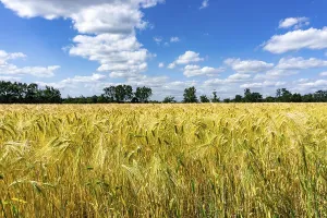 Grain field, in front of harvest