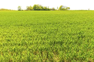 Grain field at the NSG Geltinger Birk