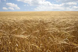 Grain field, ripe barley (Hordeum vulgare)