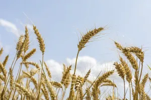 Grain field with ripe ears of wheat (triticum) in front of a blue sky