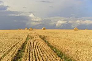Grain field, stubble field with round bales of straw