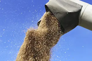 Grain harvest with combine harvester