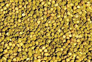 Grain, red dried gram seeds legume