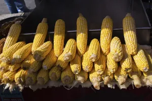 Grains of yellow ripe corn. uncooked corn in view