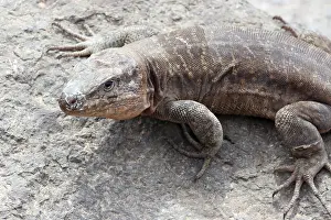 Gran Canaria giant lizard (Gallotia stehlini)