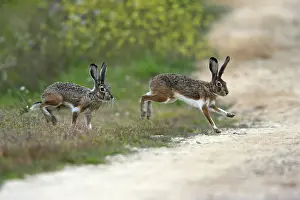 Granada hare (Lepus granatensis) hares