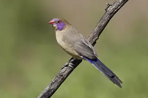 Granatastrid, (Uraeginthus granatina) Granatastrild