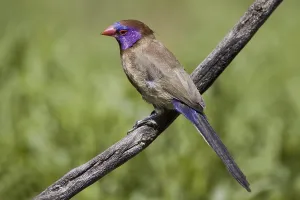 Granatastrild, Astrild, (Uraeginthus granatina)