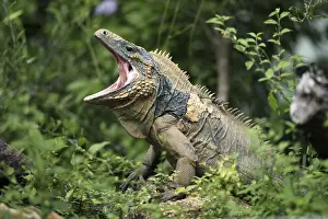 Grand Cayman Rock Iguana (Cyclura lewisi)